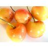 Třešeň 'Generalskaja'  Prunus avium 'Generalskaja'