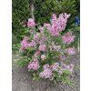 Šeřík obecný TINKERBELLE® 'Bailbelle'  Syringa vulgaris TINKERBELLE® 'Bailbelle'