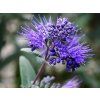 Ořechokřídlec klandonský 'Dark Knight'  Caryopteris x clandonensis 'Dark Knight'