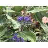 Ořechokřídlec klandonský 'Dark Knight'  Caryopteris x clandonensis 'Dark Knight'