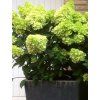 Hortenzie latnat� �Mojito� (Balen� kontejner C5, Tvar v��ka 40-60)