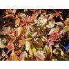 Abélie velkokvětá 'Kaleidoscope'  Abelia grandiflora 'Kaleidoscope'