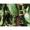 cacao