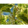 Kiwi 'Hokey Pokey'  Actinidia arguta 'Hokey Pokey'