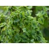 Zimolez japonský 'Kogel-mogel'  Lonicera japonica 'Kogel-mogel'