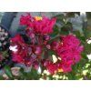 Lagerstroémie 'Rubra Magnifica'  Lagerstroemia indica 'Rubra Magnifica'
