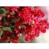 Lagerstroémie 'Rubra Magnifica'  Lagerstroemia indica 'Rubra Magnifica'