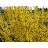 Zlatice prostřední 'Courtalyn' WEEKEND  Forsythia 'Courtalyn' WEEKEND
