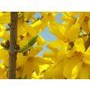 Zlatice prostřední 'Courtalyn' WEEKEND  Forsythia 'Courtalyn' WEEKEND