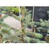 Picea chihuahuana (2)