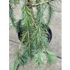 Picea breweriana (2)