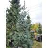 Abies concolor Violacea