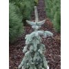 glauca pendula3