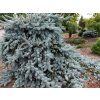 glauca pendula