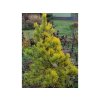 Borovice lesní 'Aurea'  Pinus sylvestris 'Aurea'