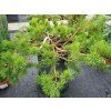 Pinus sylvestris 'Hillside Creeper' (2)