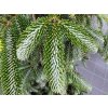 Abies delavayi (3)