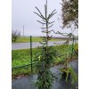 Abies delavayi (1)