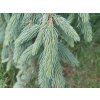 glauca