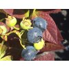 Kanadská borůvka 'Cabernet Splash'  Vaccinium corymbosum 'Cabernet Splash'