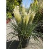 Cortaderia Tiny Pampa (3)
