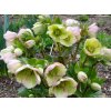 94061 2 cemerice hgc ice n roses picotee helleborus hgc ice n roses roses picotee