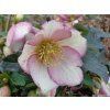 94061 4 cemerice hgc ice n roses picotee helleborus hgc ice n roses roses picotee