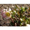 94061 cemerice hgc ice n roses picotee helleborus hgc ice n roses roses picotee