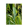 Vrba náhrobní 'Chrysocoma'  Salix x sepulcralis 'Chrysocoma'