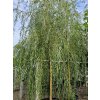 Vrba náhrobní 'Chrysocoma'  Salix x sepulcralis 'Chrysocoma'