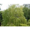 Vrba náhrobní 'Chrysocoma'  Salix x sepulcralis 'Chrysocoma'