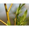 Vrba náhrobní 'Chrysocoma'  Salix x sepulcralis 'Chrysocoma'