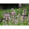 Šanta velkokvětá 'Dawn to Dusk' - Nepeta grandiflora 'Dawn to Dusk'  Nepeta grandiflora 'Dawn to Dusk'