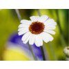 Rhodanthemum 'Casablanca' - Rhodanthemum hosmariense 'Casablanca'  Rhodanthemum hosmariense 'Casablanca'