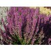 Calluna vulgaris Renate (2)