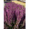 Calluna vulgaris Renate (3)