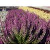Calluna vulgaris Renate (1)
