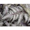 Papratka nipponicum 'Metallicum' - Athyrium nipponicum 'Metallicum'  Athyrium nipponicum 'Metallicum'