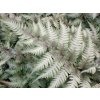 Papratka nipponicum 'Metallicum' - Athyrium nipponicum 'Metallicum'  Athyrium nipponicum 'Metallicum'