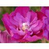 Ibišek syrský 'Purple Ruffles'  Hibiscus syriacus 'Purple Ruffles'