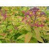 Tavolník japonský 'Goldflame'  Spiraea bumalda 'Goldflame'