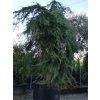 Cedr himalájský 'Pendula'  Cedrus deodara 'Pendula'