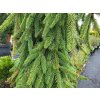 Picea abies 'Inversa' (4)