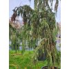 Picea abies 'Inversa'2 (2)