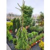 Picea abies 'Inversa' (1)