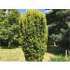 Tis červený 'Fastigiata Aurea'  Taxus baccata 'Fastigiata Aurea'
