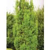 erecta