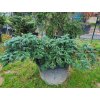Abies amabilis 'Spreading Star' (2)