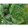 Abies amabilis 'Spreading Star' (4)