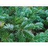 Abies amabilis 'Spreading Star' (6)